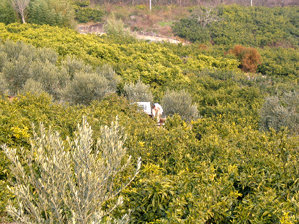 080426_shodoshima_08