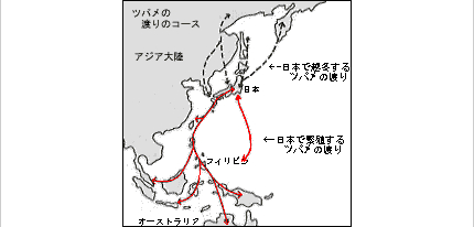 080612_tsubame_04